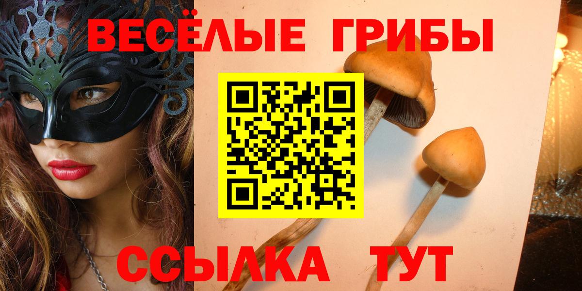 Псилоцибиновые грибы Psilocybine cubensis  Вход с VPN  Глазов 